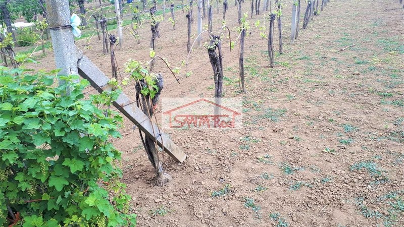 Pekná a udržiavaná vinica v Leviciach s ovocným sadom za vynikajúcu cenu