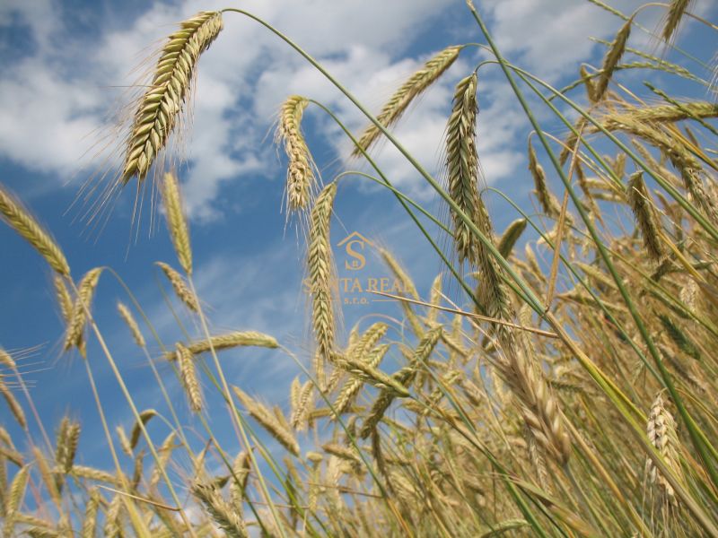 r0bin-wheat-228726.jpg